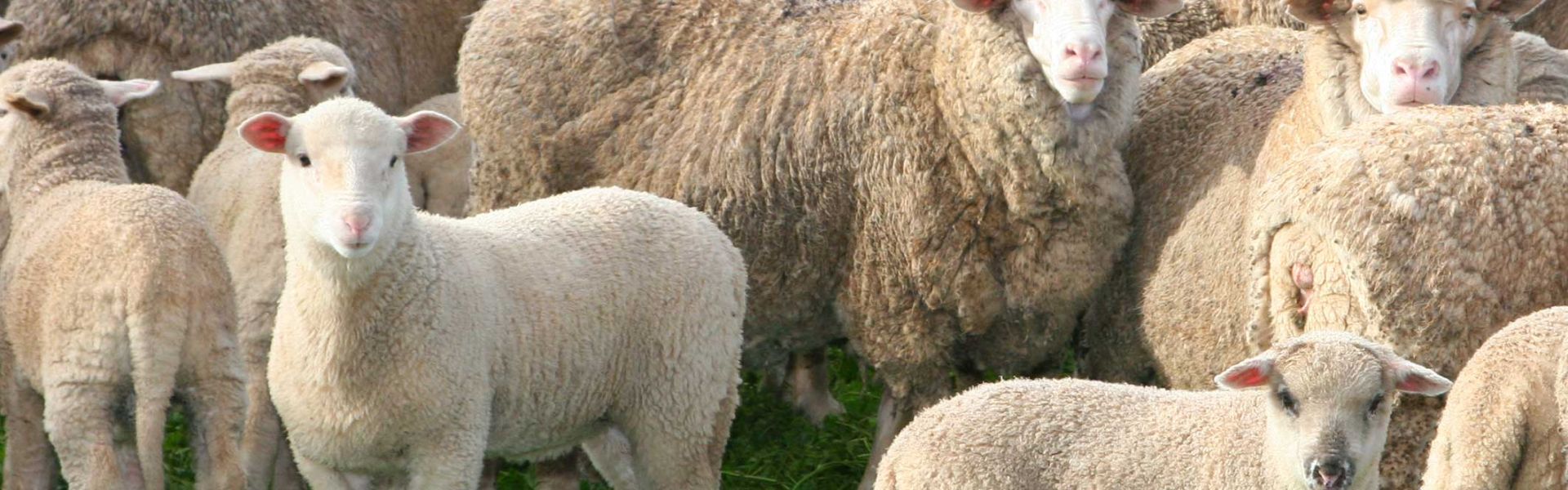 Un troupeau de moutons